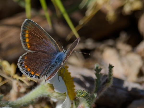 <h3><a href="/trips/ebro/biota/animalia/arthropoda/insecta/lepidoptera/lycaenidae/polyommatus celina/polyommatus celina-nl.html">Polyommatus&nbsp;celina</a> / Austaut's&nbsp;blue / Mediterraan&nbsp;icarusblauwtje</h3>OM-1 Mark II met OLYMPUS M.300mm F4.0, 1/2000 sec  bij F4.0, ISO 200, afstand 2.08&nbsp;m